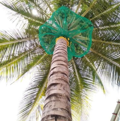 Coconut Tree Safety Nets in Bangalore